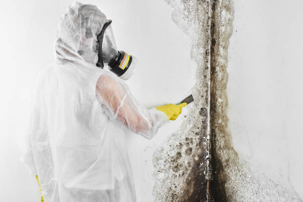 Best Toxic Mold Removal  in Columbus, MT
