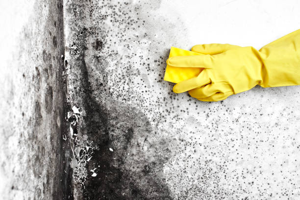Best Mold Testing  in Columbus, MT