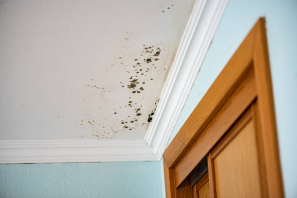 Best Local Mold Removal Service  in Columbus, MT