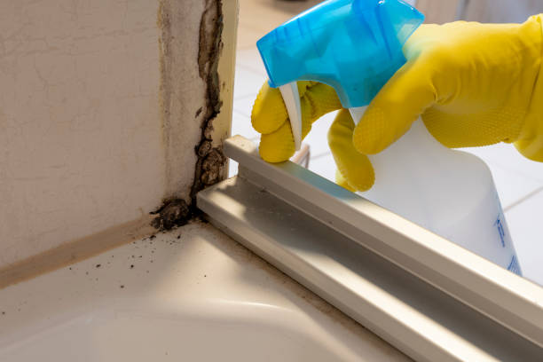Mold Removal Process in Columbus, MT