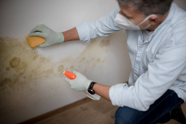 Best Emergency Mold Removal  in Columbus, MT