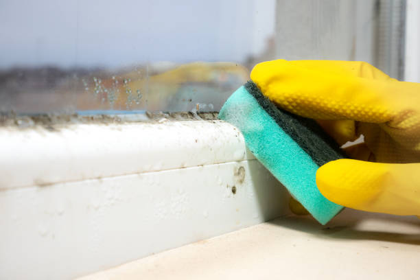 Best Black Mold Removal  in Columbus, MT