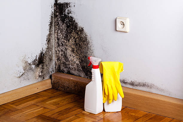 Best Best Mold Removal Companies  in Columbus, MT
