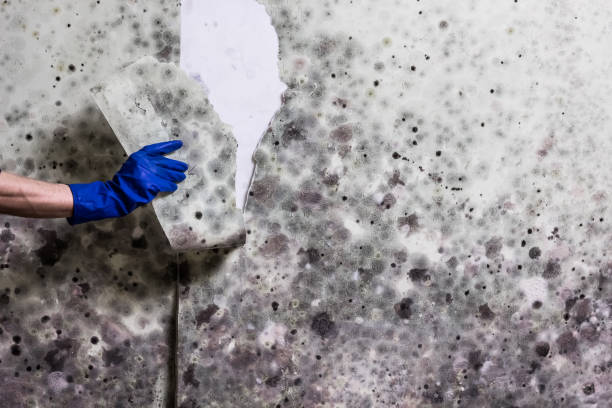 Best Fast Mold Removal  in Columbus, MT
